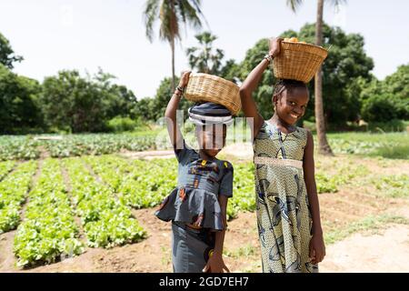 Auf diesem Bild stehen zwei sympathische schwarze afrikanische Mädchen am Rand eines Salatfeldes und blicken mit einem fesselnden Lächeln auf die Kamera Stockfoto