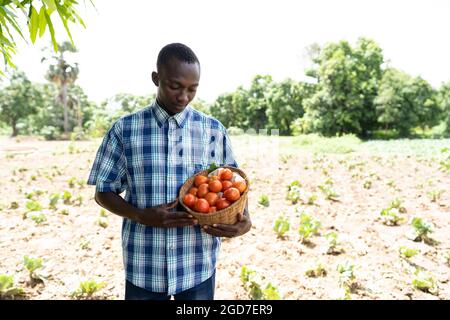 In diesem Bild sieht ein jugendlicher afrikanischer Bauer zufrieden auf einen vollen Korb mit frischen Tomaten, den er gerade in seinem Garten gesammelt hat Stockfoto