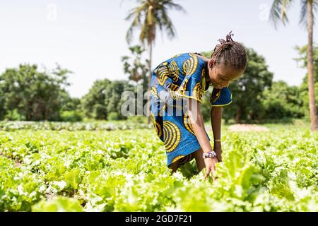 In diesem Bild erntet ein kleines schwarzes Mädchen in einer großen Plantage in Westafrika Salatblätter unter der sengenden Sonne; Kinderarbeit-Konzept Stockfoto