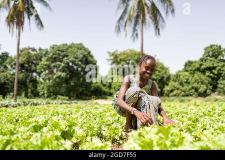 In diesem Bild sitzt ein lächelndes kleines afrikanisches Mädchen auf einem großen, fruchtbaren Salatfeld und entfernt Unkraut Stockfoto