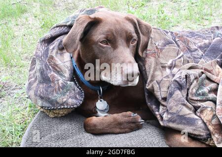 Ein kalter Hund rollte sich in einer Decke zusammen Stockfoto