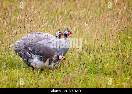 Nahaufnahme einer Gruppe von 3 Guinea-Vögeln auf dem Feld in der ländlichen Umgebung von Cornish Stockfoto