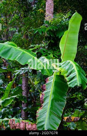 Bild von Bananenbaum nach Regen im Dschungel, das Blatt sieht frisch aus Stockfoto