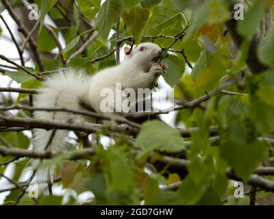 Albino Grey Squirrel (Sciurus carolinensis) Stockfoto