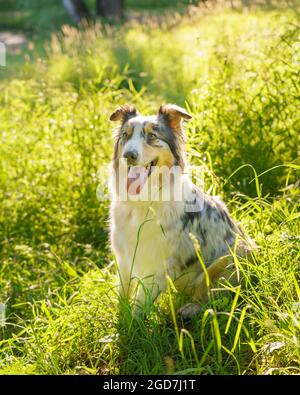 Der reizende australische Schäferhund sitzt im Gras mit der Zunge heraus und ruht sich nach einem morgendlichen Spaziergang im Park aus Stockfoto