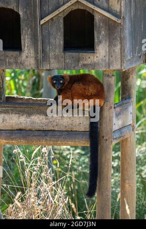 Roter, geraffter Lemur (Varecia rubra) in Gefangenschaft in einem Zoo, der die Kamera anschaut Stockfoto