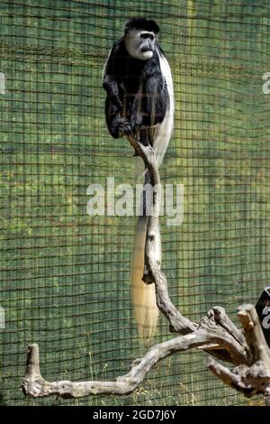 Schwarz-weißer Kolobusaffe, der in Gefangenschaft auf einem Baum sitzt Stockfoto
