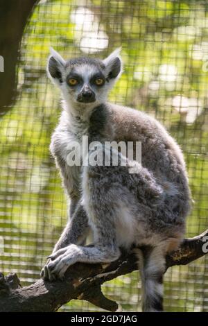 Ringschwanzmaki (Lemur catta) in Gefangenschaft in einem Zoo Stockfoto