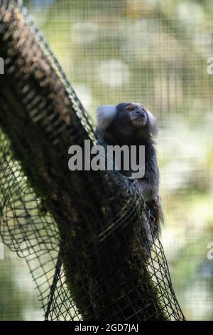 Gewöhnliches Murmeltier - Callithrix jacchus - Primat, der in Gefangenschaft auf einem Baum sitzt Stockfoto