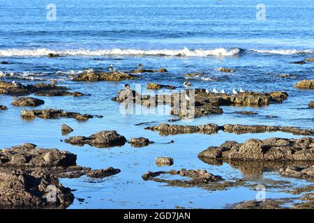 Felsen eines flachen Küstenriffs, bedeckt mit verkrustenden Organismen, die während der Ebbe aus dem Wasser ragen. Stockfoto