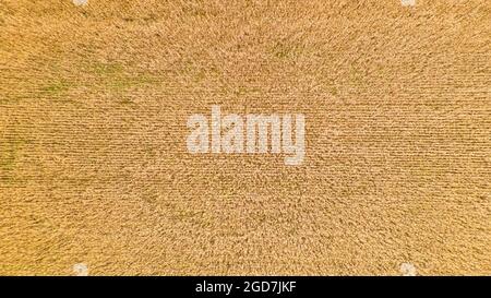 Luftaufnahme des landwirtschaftlichen Nutzens Feld auf dem Bauernhof Stockfoto