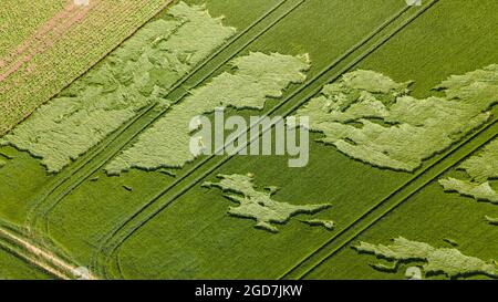 Luftaufnahme des Ackerbaus Feld gefaltet durch Regen an einem bewölkten Tag Stockfoto