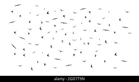 Große schwarze fliegende Vögel strömen Silhouette. Flache Vektorgrafik isoliert auf weißem Hintergrund. Stock Vektor
