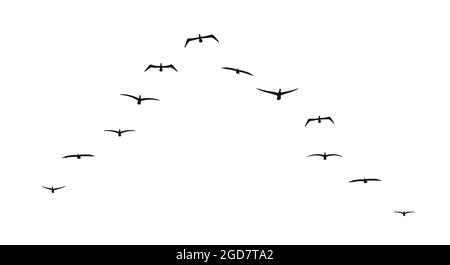 Schwarze fliegende Vögel strömen Silhouette. Schule der Vögel, die vorwärts fliegen. Flache Vektorgrafik isoliert auf weißem Hintergrund. Stock Vektor
