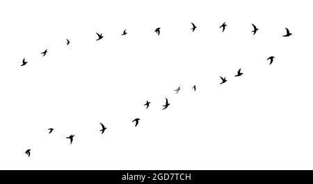 Schwarze fliegende Vögel strömen Silhouette. Schule der Vögel, die nach rechts fliegen. Flache Vektorgrafik isoliert auf weißem Hintergrund. Stock Vektor