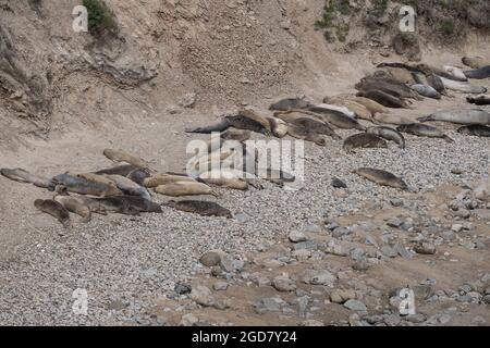 Elefantenrobben am Ufer der Point Reyes National Seashore, sonnen sich in der Sonne, am Strand - kalifornische Meeressäuger Stockfoto