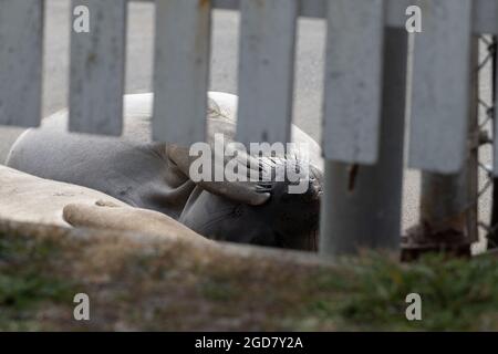 Elefantenrobben am Ufer der Point Reyes National Seashore, sonnen sich in der Sonne, Nahaufnahme der Whisker durch einen Zaun - kalifornisches Meeressäuger Stockfoto