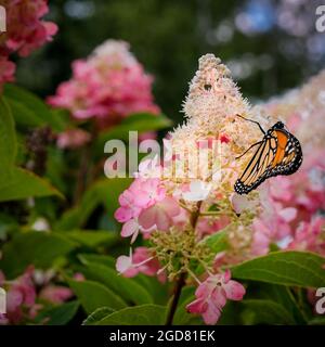 Monarch Butterly (Danaus plexippus) auf Hortensien mit leuchtend rosa und weißen Blüten Stockfoto