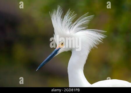 Porträt eines verschneiten Reiher (Egretta thula) im Brutgefieder. Stockfoto