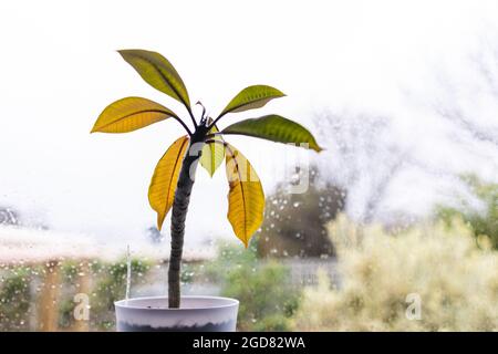 Nahaufnahme der Frangipani-Pflanze in einem weißen Topf im Innenbereich am Fenster mit Regentropfen auf dem Glas und Regen draußen in geringer Schärfentiefe Stockfoto