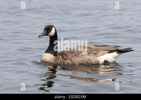 Eine Kanadagans (Branta canadensis) wird aus der Nähe gesehen, die entlang der Wasseroberfläche in einem Fluss schwimmt. Stockfoto
