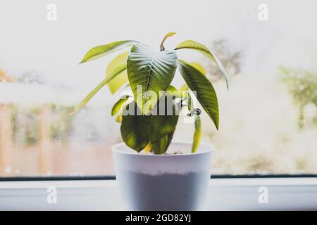 Nahaufnahme der Frangipani-Pflanze in einem weißen Topf im Innenbereich am Fenster mit Regentropfen auf dem Glas und Regen draußen in geringer Schärfentiefe Stockfoto