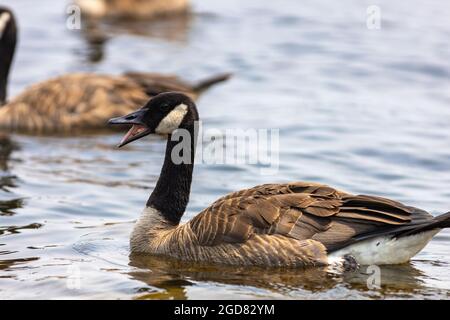 Eine Kanadagans (Branta canadensis) hupt, mit offenem Schnabel, der in seinem Mund zeigt, während sie im Flusswasser schwimmt. Stockfoto