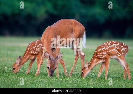 Ein Hirsch und zwei Rehkitze auf einer offenen Wiese im Sommer Stockfoto