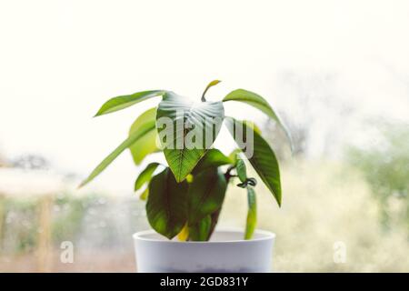 Nahaufnahme der Frangipani-Pflanze in einem weißen Topf im Innenbereich am Fenster mit Regentropfen auf dem Glas und Regen draußen in geringer Schärfentiefe Stockfoto