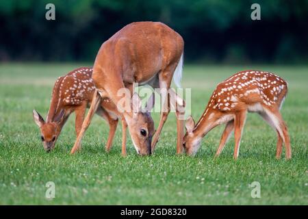 Ein Hirsch und zwei Rehkitze auf einer offenen Wiese im Sommer Stockfoto