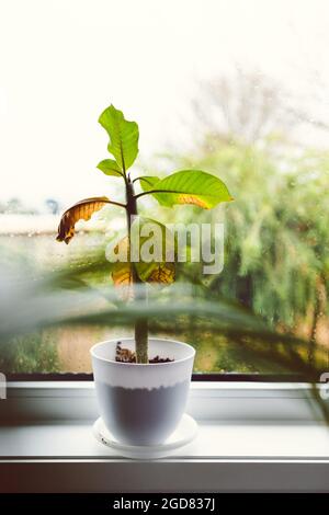 Nahaufnahme der Frangipani-Pflanze in einem weißen Topf im Innenbereich am Fenster mit Regentropfen auf dem Glas und Regen draußen in geringer Schärfentiefe Stockfoto