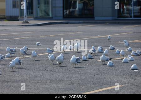 Eine Schar von Ringschnabelmöwen (Larus delawarensis) hat sich auf dem leeren Parkplatz eines einkaufszentrums versammelt. Stockfoto