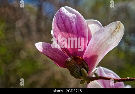 Nahaufnahme der Magnolienblüte Stockfoto