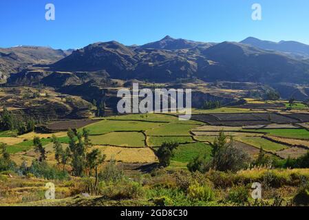 Colca Canyon landwirtschaftliche Terrassen im Frühjahr, Arequipa, Peru. Stockfoto