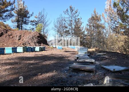 Marmaris, Türkei. August 2021. Bienenboxen in der Nähe des Dorfes Osmaniye in der Region Marmaris. Die Imker müssen hart mit den Folgen der Waldbrände kämpfen, denn viele der verbrannten Bäume sind für die Produktion von Kiefernhonig unverzichtbar. Quelle: Anne Pollmann/dpa/Alamy Live News Stockfoto