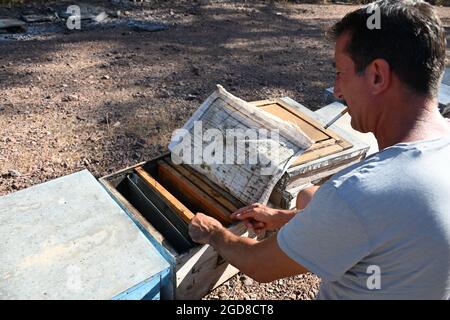 Marmaris, Türkei. August 2021. Yasar Karayigit kniet vor Bienenstöpsel in der Nähe des Dorfes Osmaniye in der Region Marmaris. Die Imker kämpfen hart mit den Folgen der Waldbrände, denn viele der verbrannten Bäume sind für die Produktion von Kiefernhonig unverzichtbar. (To dpa: 'Türkische Imker in der Westtürkei verzweifelt nach Waldbränden') Quelle: Anne Pollmann/dpa/Alamy Live News Stockfoto