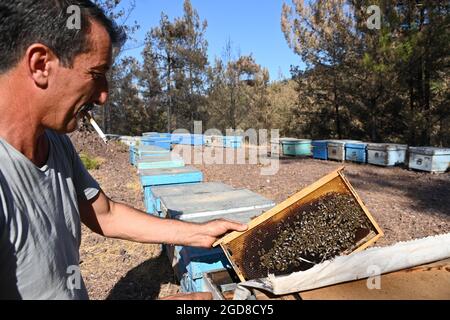 Marmaris, Türkei. August 2021. Yasar Karayigit kniet vor Bienenstöpsel in der Nähe des Dorfes Osmaniye in der Region Marmaris. Die Imker kämpfen hart mit den Folgen der Waldbrände, denn viele der verbrannten Bäume sind für die Produktion von Kiefernhonig unverzichtbar. (To dpa: 'Türkische Imker in der Westtürkei verzweifelt nach Waldbränden') Quelle: Anne Pollmann/dpa/Alamy Live News Stockfoto