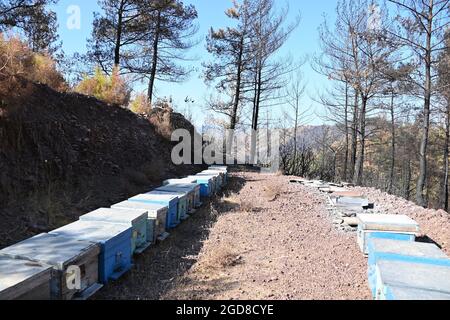 Marmaris, Türkei. August 2021. Bienenboxen stehen in der Nähe des Dorfes Osmaniye in der Region Marmaris. Die Imker kämpfen hart mit den Folgen der Waldbrände, denn viele der verbrannten Bäume sind für die Produktion von Kiefernhonig unverzichtbar. (To dpa: 'Türkische Imker in der Westtürkei verzweifelt nach Waldbränden') Quelle: Anne Pollmann/dpa/Alamy Live News Stockfoto