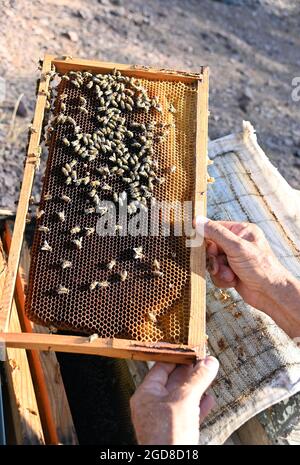 Marmaris, Türkei. August 2021. Der Imker Karayigit kniet vor den Bienenkästen in der Nähe des Dorfes Osmaniye in der Region Marmaris. Die Imker kämpfen hart mit den Folgen der Waldbrände, denn viele der verbrannten Bäume sind für die Produktion von Kiefernhonig unverzichtbar. (To dpa: 'Türkische Imker in der Westtürkei verzweifelt nach Waldbränden') Quelle: Anne Pollmann/dpa/Alamy Live News Stockfoto