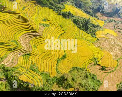 Y Ty schöne Reisterrasse in der Provinz Lao Cai im Norden Vietnams Stockfoto