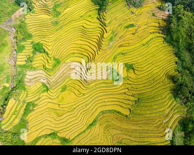 Y Ty schöne Reisterrasse in der Provinz Lao Cai im Norden Vietnams Stockfoto