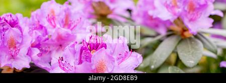 Große Azaleen oder Rhododendron im Garten. Saison der blühenden Azaleen Garten Stockfoto