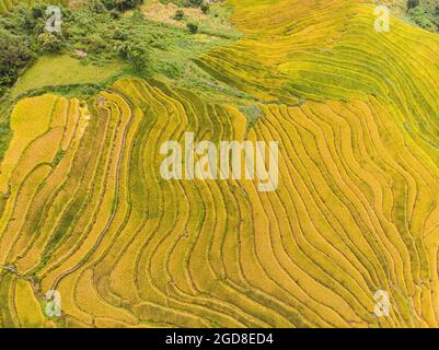 Y Ty schöne Reisterrasse in der Provinz Lao Cai im Norden Vietnams Stockfoto