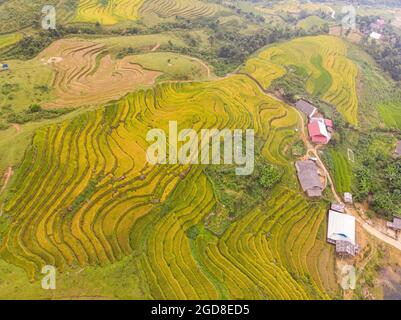 Y Ty schöne Reisterrasse in der Provinz Lao Cai im Norden Vietnams Stockfoto