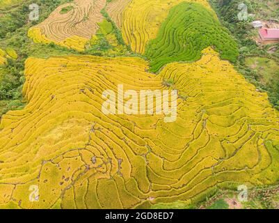 Y Ty schöne Reisterrasse in der Provinz Lao Cai im Norden Vietnams Stockfoto