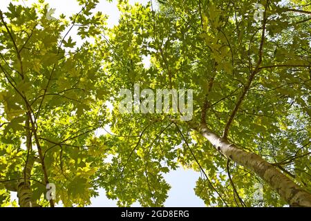 Silberner Ahornbaum (Acer Saccharinum) Stockfoto