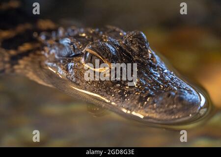 Amerikanischer Alligator im Besucherzentrum des GTM Research Reserve in Ponte Vedra Beach, Florida. (USA) Stockfoto