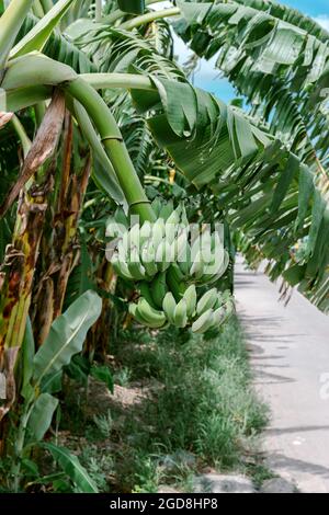 Gruppe von grünen unreifen Bananen, die auf dem gleichen Zweig auf einem Bananenbaum gesammelt werden. Stockfoto