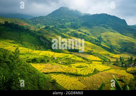 Y Ty schöne Reisterrasse in der Provinz Lao Cai im Norden Vietnams Stockfoto