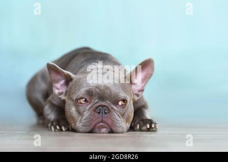 Schwül lilac brinle Französisch Bulldog Hund mit gelben Augen zur Seite vor der blauen Wand schauen Stockfoto